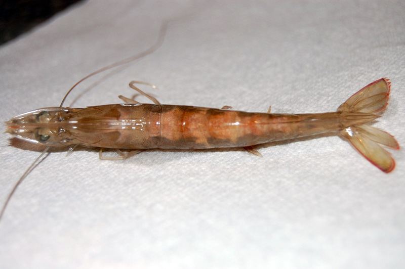 Bệnh tôm bông: Nguyên nhân, triệu chứng và cách phòng ngừa 4 benh tom bong