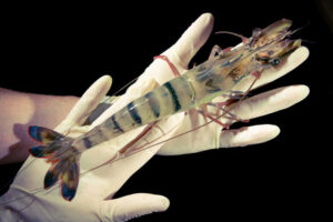 Ngành Bệnh học thủy sản