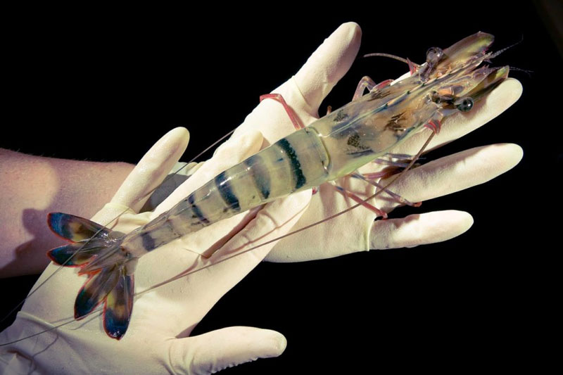 Ngành Bệnh học thủy sản