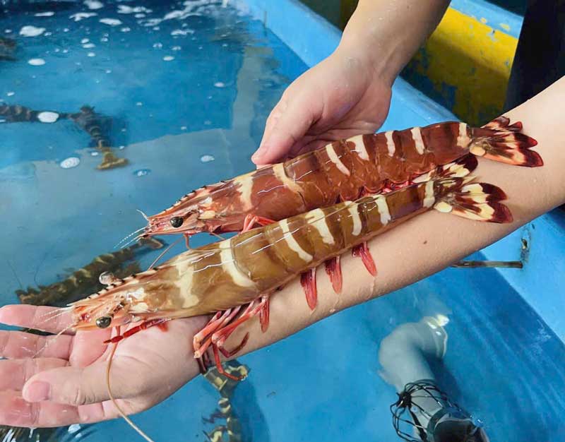 Tôm sú: nguồn gốc, đặc điểm và giá bán 8 tom su nu hoang
