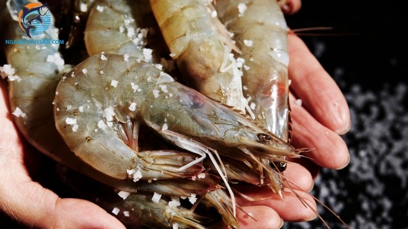 Các loại tôm biển ngon nhất nên thưởng thức 1 lần trong đời 5 các loại tôm biển ngon