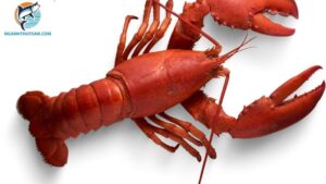 các loại tôm hùm