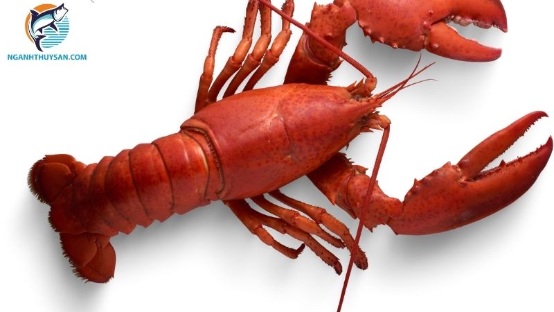 Tên gọi và cách phân biệt các loại tôm hùm trên thế giới 6 các loại tôm hùm