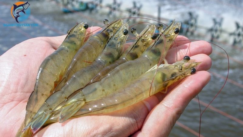 Danh sách tên các loại tôm nước ngọt, tôm sông phổ biến hiện nay 4 các loại tôm nước ngọt