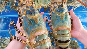 tôm hùm bông và tôm hùm tre