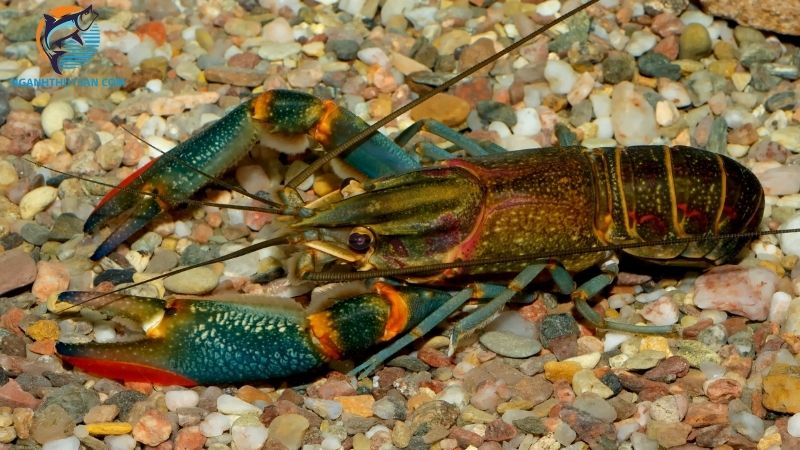 Tôm hùm đất (tôm crawfish): đặc điểm, nguồn gốc và phân bố 6 tôm hùm đất