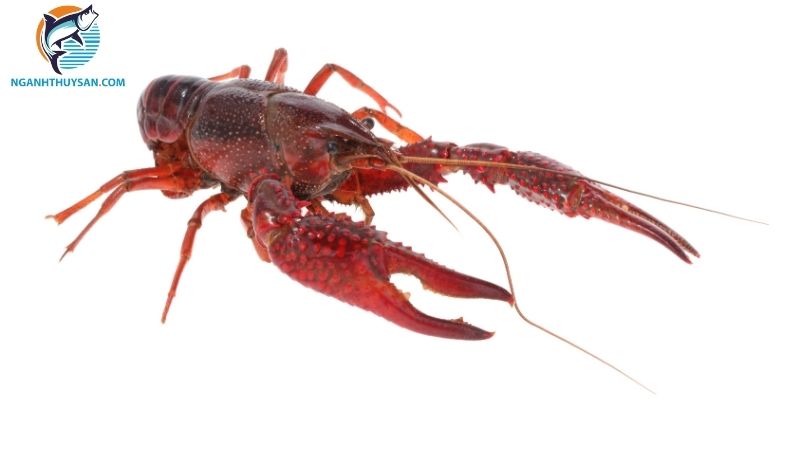 Tôm hùm đất (tôm crawfish): đặc điểm, nguồn gốc và phân bố 4 tôm hùm đất