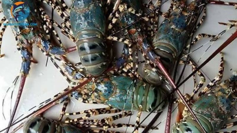 Các loại tôm hùm nhỏ bé và giá bán tôm hùm size nhỏ 6 tôm hùm nhỏ