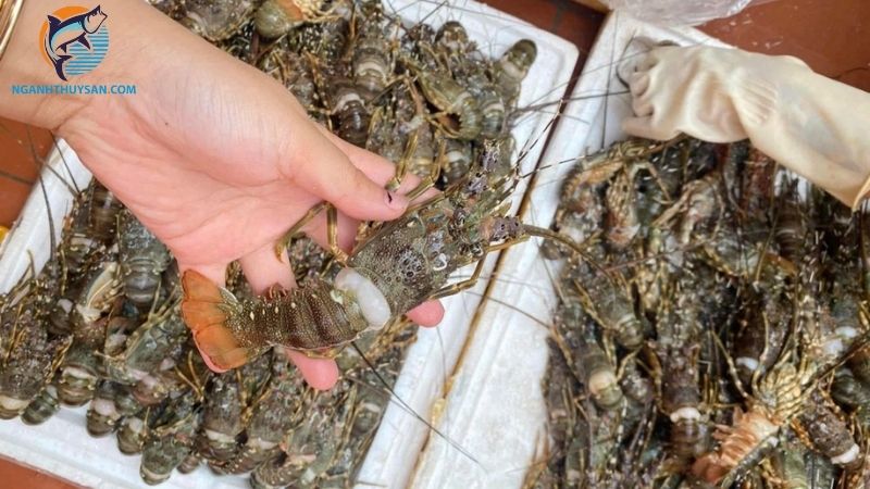 Các loại tôm hùm nhỏ bé và giá bán tôm hùm size nhỏ 5 tôm hùm nhỏ