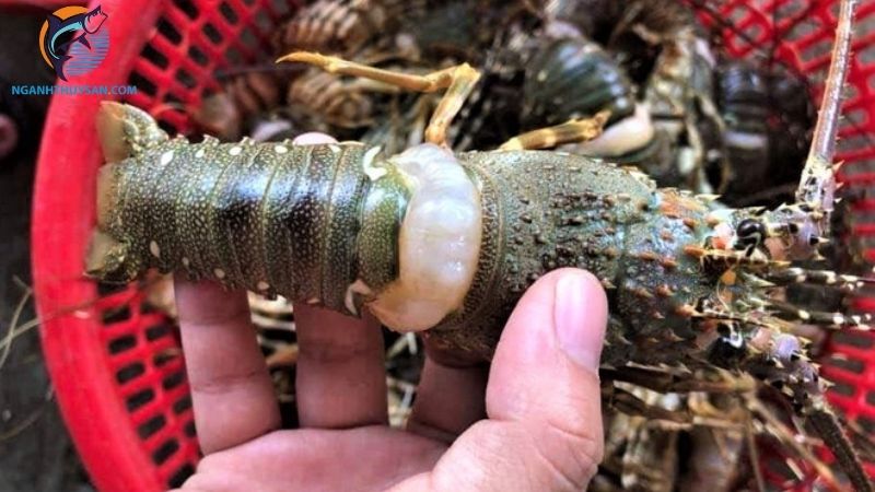 Các loại tôm hùm nhỏ bé và giá bán tôm hùm size nhỏ 4 tôm hùm nhỏ
