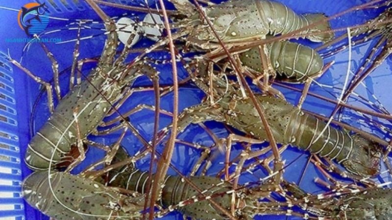 So sánh đặc điểm tôm hùm tre và tôm hùm xanh 6 tôm hùm tre và tôm hùm xanh