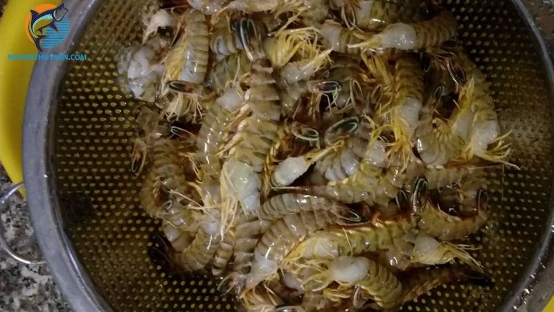 Tôm mắc tre ngon không? Tìm hiểu chi tiết về tôm mắc tre biển 5 tôm mắc tre