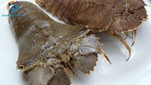 tôm mũ ni và tôm tích