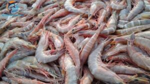 tôm thẻ biển