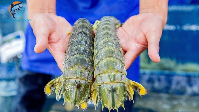 Đặc điểm và cập nhật giá tôm tích khổng lồ size lớn trên thị trường 5 tôm tích khổng lồ