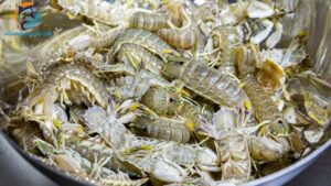 tôm tích nước ngọt