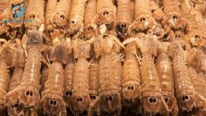 tôm tích tiếng anh