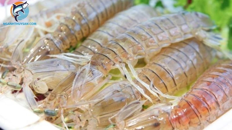 Góc giải đáp: Tôm tích tiếng Anh là gì? 4 tôm tích tiếng anh