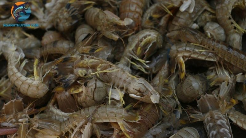 So sánh chất lượng, giá bán tôm tít sống và tôm tít đông lạnh 5 tôm tít sống