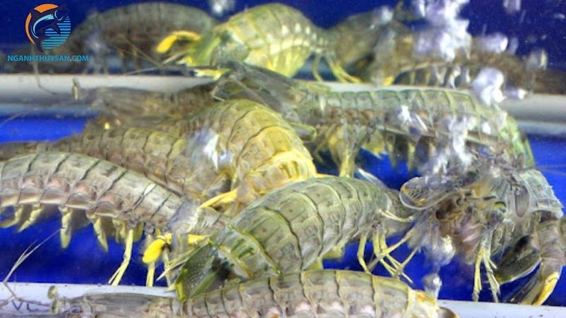 So sánh chất lượng, giá bán tôm tít sống và tôm tít đông lạnh 4 tôm tít sống