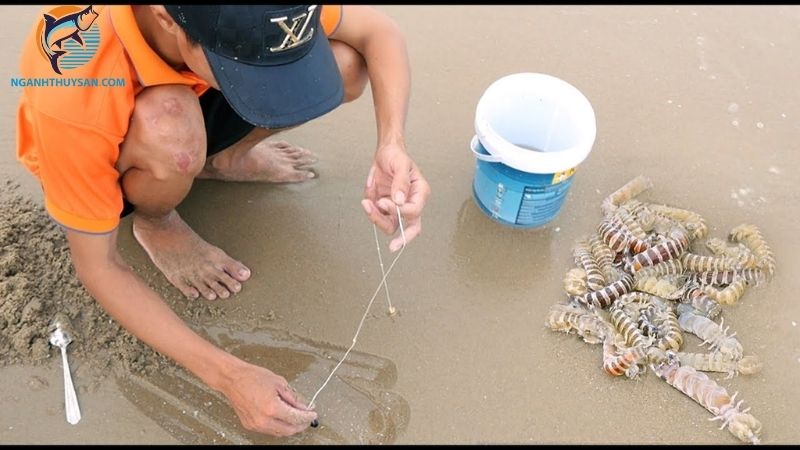 Tôm tít sữa là gì? Cập nhật giá tôm tích nhỏ mới nhất 4 tôm tít sữa