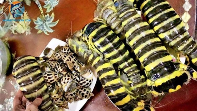 Nguồn gốc, đặc điểm và giá bán tôm tít vằn 5 tôm tít vằn