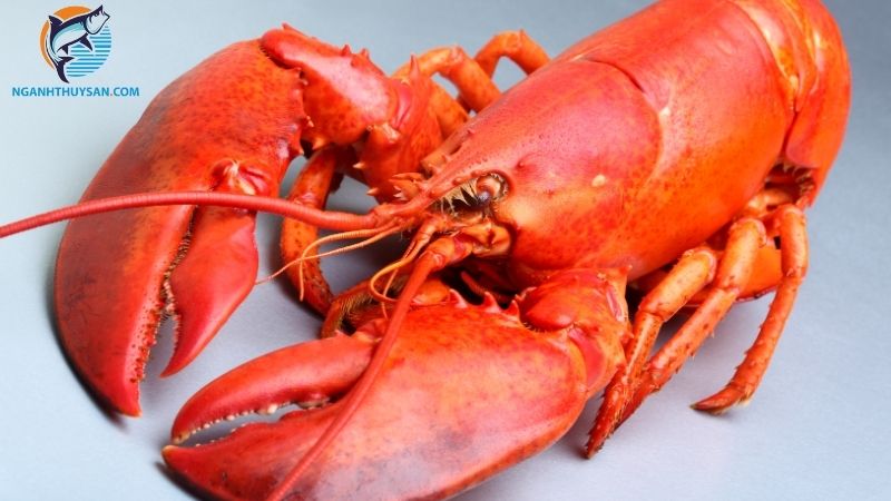 Trứng tôm hùm có ăn được không? Tôm hùm trứng có ngon không? 6 trứng tôm hùm