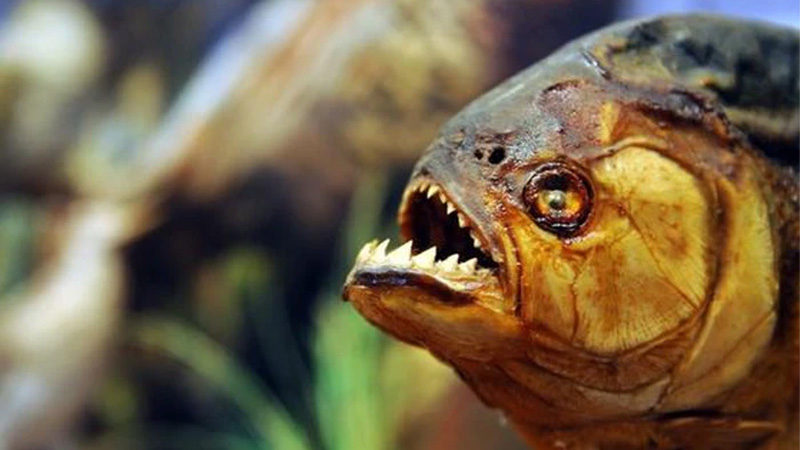 Điểm danh 10 loài cá nguy hiểm nhất thế giới 18 Cá Piranha
