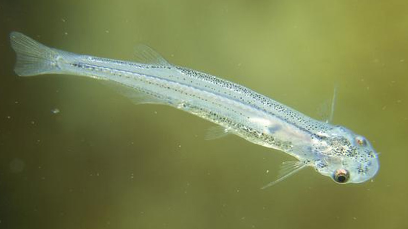 Điểm danh 10 loài cá nguy hiểm nhất thế giới 20 Candiru