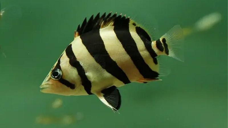 Điểm danh 10 loài cá nguy hiểm nhất thế giới 16 Cá Hổ