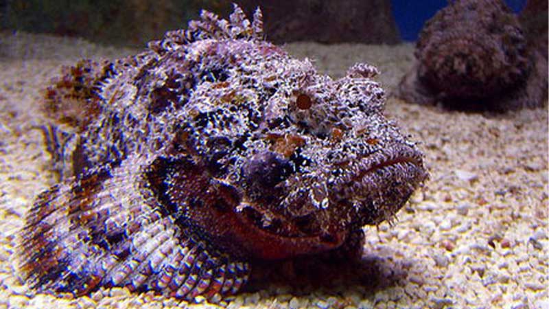 Điểm danh 10 loài cá nguy hiểm nhất thế giới 19 ca mat quy