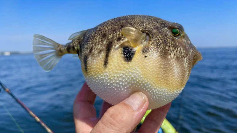 Điểm danh 10 loài cá nguy hiểm nhất thế giới 12 cá nóc