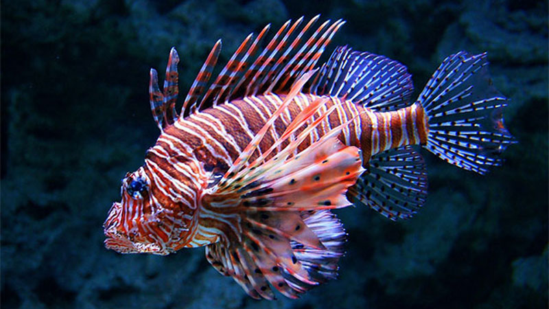 Điểm danh 10 loài cá nguy hiểm nhất thế giới 13 cá sư tử đỏ