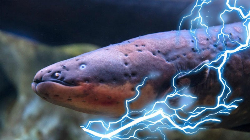 Điểm danh 10 loài cá nguy hiểm nhất thế giới 15 Lươn Điện