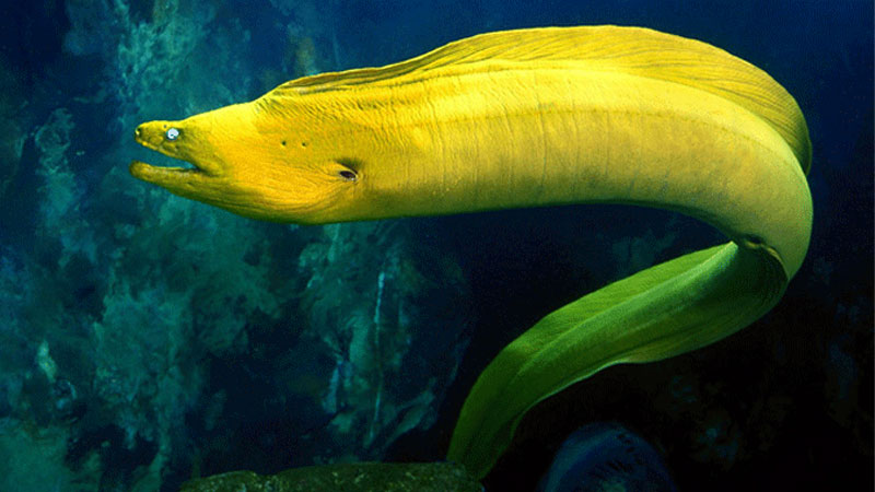 Điểm danh 10 loài cá nguy hiểm nhất thế giới 14 luon moray