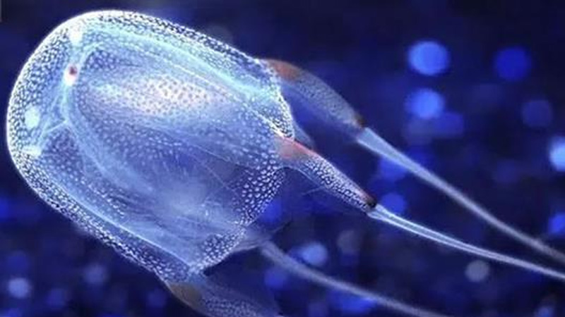 Điểm danh 10 loài cá nguy hiểm nhất thế giới 17 Sứa Hộp