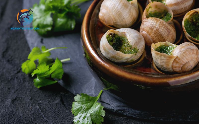 Ăn ốc hương có tác dụng gì? Tại sao ốc hương lại đắt? 5 ăn ốc hương có tác dụng gì