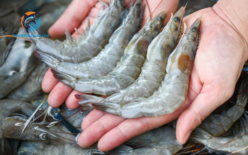 Có bầu 3 tháng đầu ăn tôm được không? 4 bầu 3 tháng đầu ăn tôm được không