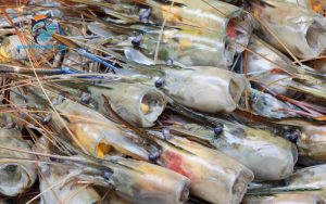 bầu 3 tháng đầu ăn tôm được không