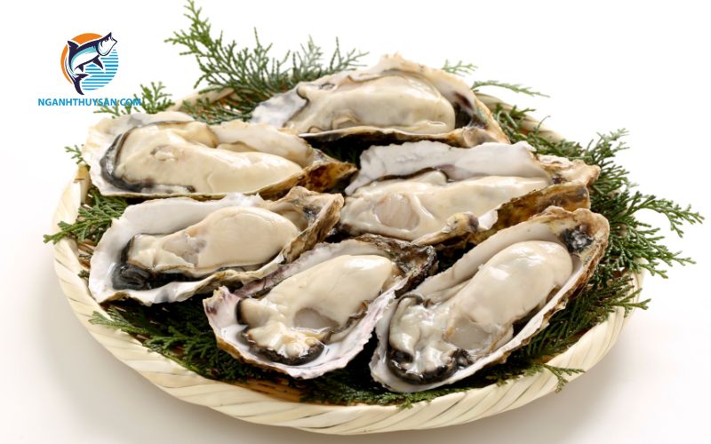 Bà bầu ăn hàu được không? Ăn vào tháng thứ mấy? 4 bầu ăn hàu được không