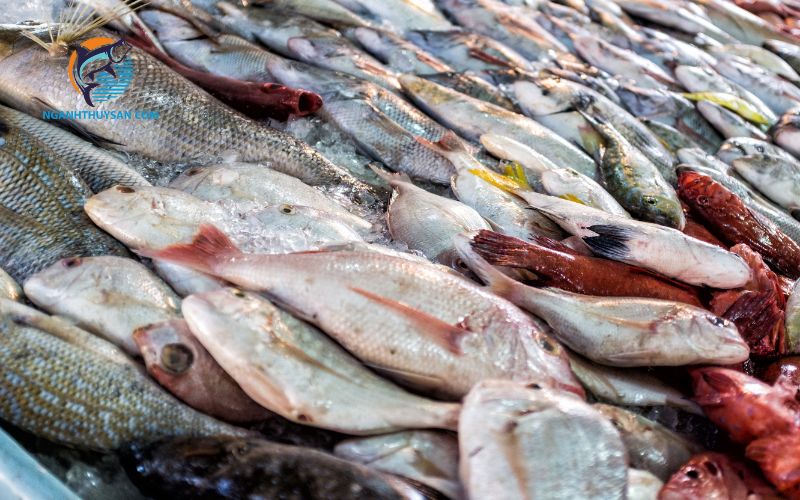 Cá chim: đặc điểm, phân loại và giá bán chi tiết 4 cá chim