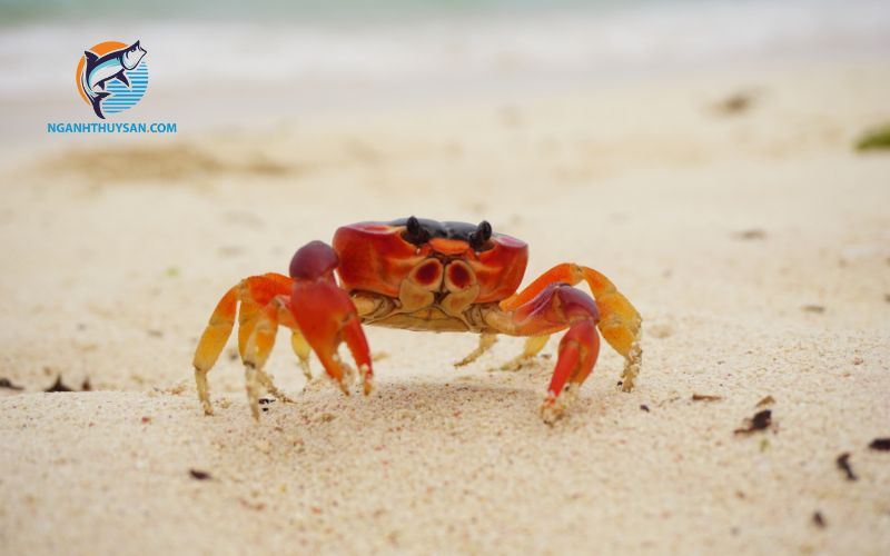 Phân biệt cua gạch, cua thịt và cách chọn cua ngon 6 cách chọn cua ngon