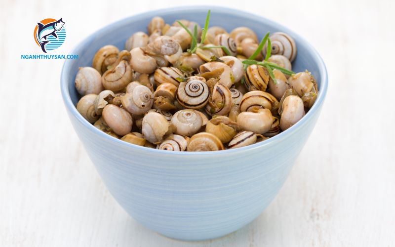 Ốc hương luộc bao lâu thì chín? Cách làm sạch ốc hương nhanh 4 ốc hương luộc bao lâu