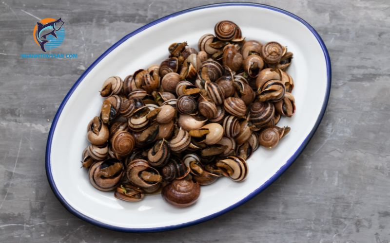 Ốc hương luộc bao lâu thì chín? Cách làm sạch ốc hương nhanh 5 ốc hương luộc bao lâu